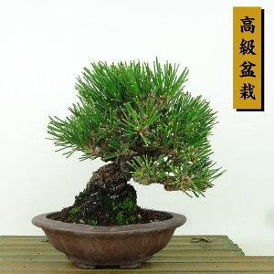 ~    15cm ܂ ~ Pinus thunbergii N}c }c ΐjt Ϗܗp i i