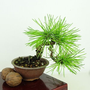 ~    ㉺ 13cm ܂ Pinus thunbergii N}c }c ΐjt Ϗܗp i i 