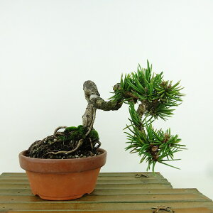 ~    13cm ܂ Pinus thunbergii N}c  }c ΐjt Ϗܗp i i 
