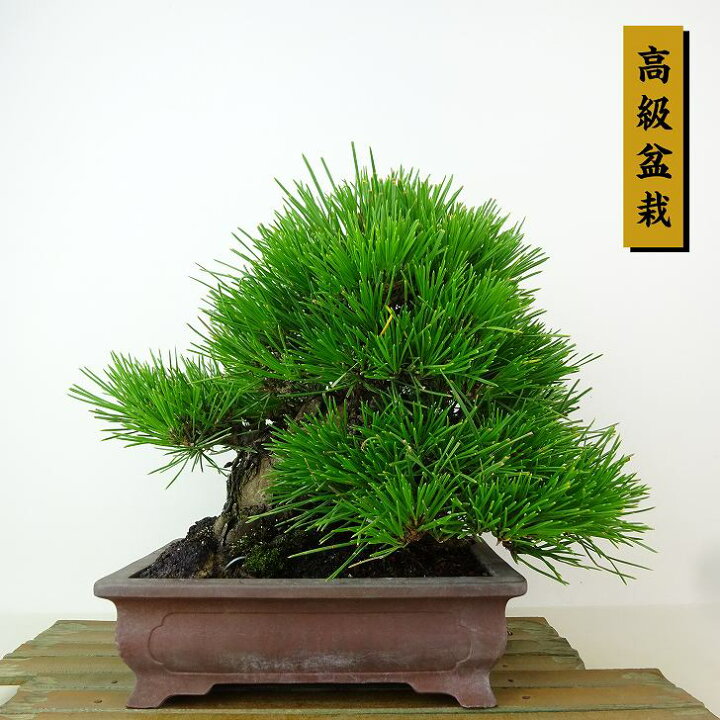 楽天市場】盆栽 松 黒松 樹高 約21cm くろまつ 高級盆栽 Pinus 