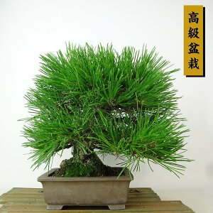 ~    22cm ܂ ~ Pinus thunbergii N}c }c ΐjt Ϗܗp i