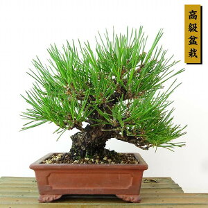 ~    18cm ܂ ~ Pinus thunbergii N}c }c ΐjt Ϗܗp i i