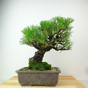 ~    28cm ܂ Pinus thunbergii N}c }c ΐjt Ϗܗp i
