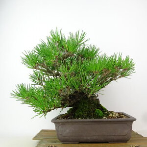 ~    22cm ܂ Pinus thunbergii N}c }c ΐjt Ϗܗp i