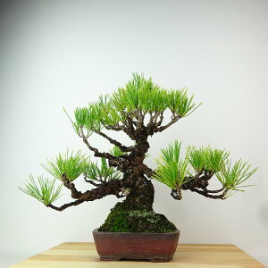 ~    30cm ܂ Pinus thunbergii N}c }c ΐjt Ϗܗp i