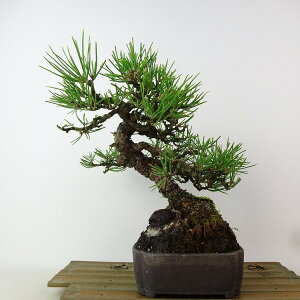 ~    22cm ܂ Pinus thunbergii N}c }c ΐjt Ϗܗp i