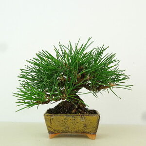 ~    11cm ܂ Pinus thunbergii N}c }c ΐjt Ϗܗp i i