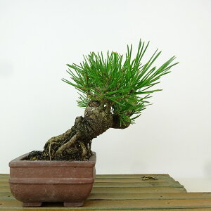 ~    13cm ܂ Pinus thunbergii N}c }c ΐjt Ϗܗp i i 