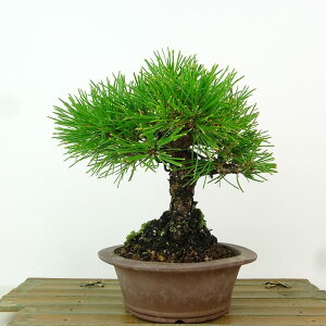 ~    16cm ܂ Pinus thunbergii N}c }c ΐjt Ϗܗp i i 