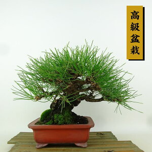 ~    19cm ܂ ~ Pinus thunbergii N}c }c ΐjt Ϗܗp i i