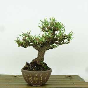 ~    14cm ܂ Pinus thunbergii N}c }c ΐjt Ϗܗp i i