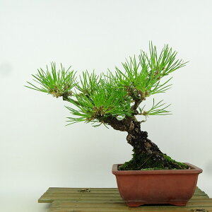 ~    20cm ܂ Pinus thunbergii N}c }c ΐjt Ϗܗp i i 