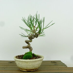 ~    16cm ܂ Pinus thunbergii N}c }c ΐjt Ϗܗp i i 