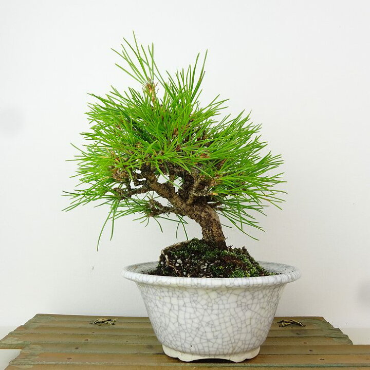 クロマツ kuromatsu 黒松小品盆栽 盆栽 寸梢黒松 現品 一点物 くろまつ 