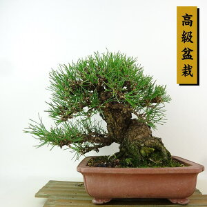 ~    21cm ܂ ~ Pinus thunbergii N}c }c ΐjt Ϗܗp i