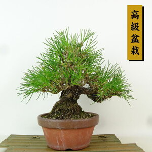 ~    21cm ܂ ~ Pinus thunbergii N}c }c ΐjt Ϗܗp i