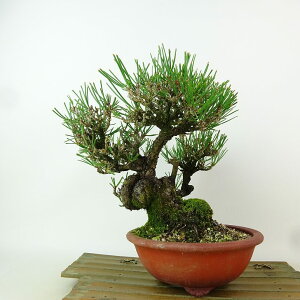 ~    19cm ܂ Pinus thunbergii N}c }c ΐjt Ϗܗp i i
