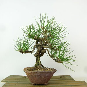 ~    20cm ܂ Pinus thunbergii N}c }c ΐjt Ϗܗp i i 