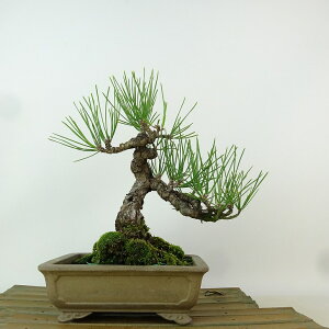 ~    18cm ܂ Pinus thunbergii N}c }c ΐjt Ϗܗp i i 