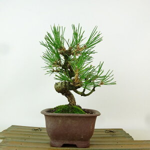 ~    18cm ܂ Pinus thunbergii N}c }c ΐjt Ϗܗp i i 