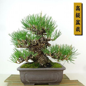 ~    24cm ܂ ~ Pinus thunbergii N}c }c ΐjt Ϗܗp i