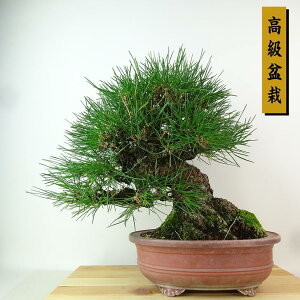 ~    28cm ܂ ~ Pinus thunbergii N}c }c ΐjt Ϗܗp i