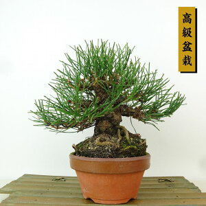~    17cm ܂ ~ Pinus thunbergii N}c }c ΐjt Ϗܗp i i