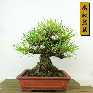 ~    19cm ܂ ~ Pinus thunbergii N}c }c ΐjt Ϗܗp i i