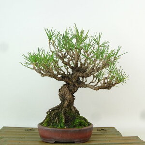 ~    22cm ܂ Pinus thunbergii N}c }c ΐjt Ϗܗp i