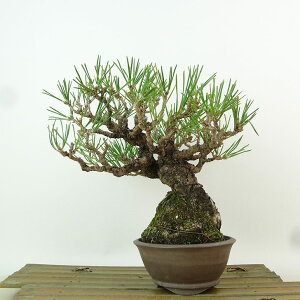 ~    18cm ܂ Pinus thunbergii N}c }c ΐjt Ϗܗp i i