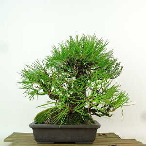 ~    20cm ܂ Pinus thunbergii N}c }c ΐjt Ϗܗp i i