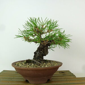 ~   я  16cm ɂ܂ Pinus thunbergii jVL}c }c ΐjt Ϗܗp i i
