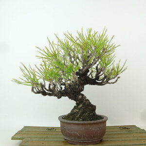 ~    18cm ܂ Pinus thunbergii N}c }c ΐjt Ϗܗp i i
