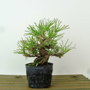 ~    13cm ܂ Pinus thunbergii N}c }c ΐjt Ϗܗp i i