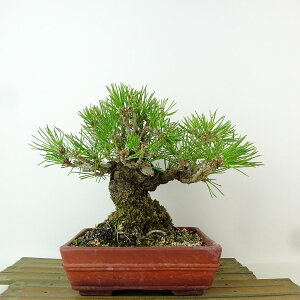 ~    17cm ܂ Pinus thunbergii N}c }c ΐjt Ϗܗp i i