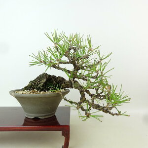 ~    ㉺ 17cm ܂ Pinus thunbergii N}c }c ΐjt Ϗܗp i i