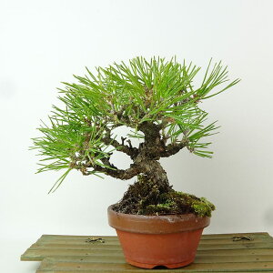 ~    16cm ܂ Pinus thunbergii N}c }c ΐjt Ϗܗp i i