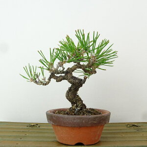 ~    11cm ܂ Pinus thunbergii N}c }c ΐjt Ϗܗp i i 