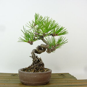 ~    17cm ܂ Pinus thunbergii N}c }c ΐjt Ϗܗp i i 