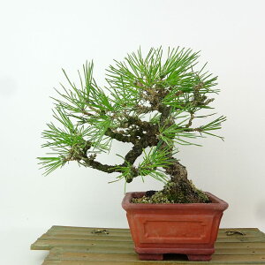 ~    17cm ܂ Pinus thunbergii N}c }c ΐjt Ϗܗp i i 