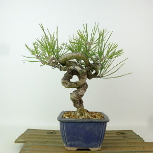 ~    18cm ܂ Pinus thunbergii N}c }c ΐjt Ϗܗp i i 