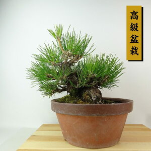 ~    21cm ܂ ~ Pinus thunbergii N}c}c ΐjt Ϗܗp i
