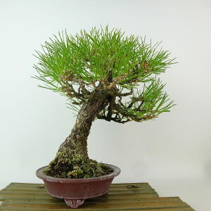 ~    26cm ܂ Pinus thunbergii N}c }c ΐjt Ϗܗp i