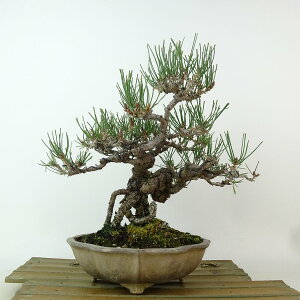 ~    22cm ܂ Pinus thunbergii N}c }c ΐjt Ϗܗp i