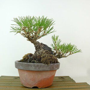 ~    16cm ܂ Pinus thunbergii N}c }c ΐjt Ϗܗp i i