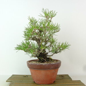 ~    24cm ܂ Pinus thunbergii N}c }c ΐjt Ϗܗp i 