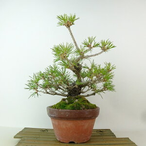 ~    14cm ܂ Pinus thunbergii N}c }c ΐjt Ϗܗp i i 