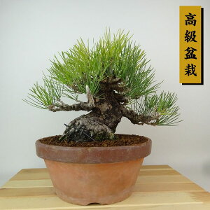 ~    22cm ܂ ~ Pinus thunbergii N}c }c ΐjt Ϗܗp i