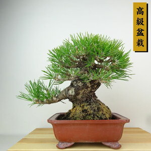 ~    21cm ܂ ~ Pinus thunbergii N}c }c ΐjt Ϗܗp i