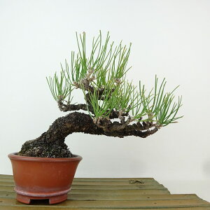 ~    15cm ܂ Pinus thunbergii N}c }c ΐjt Ϗܗp i i